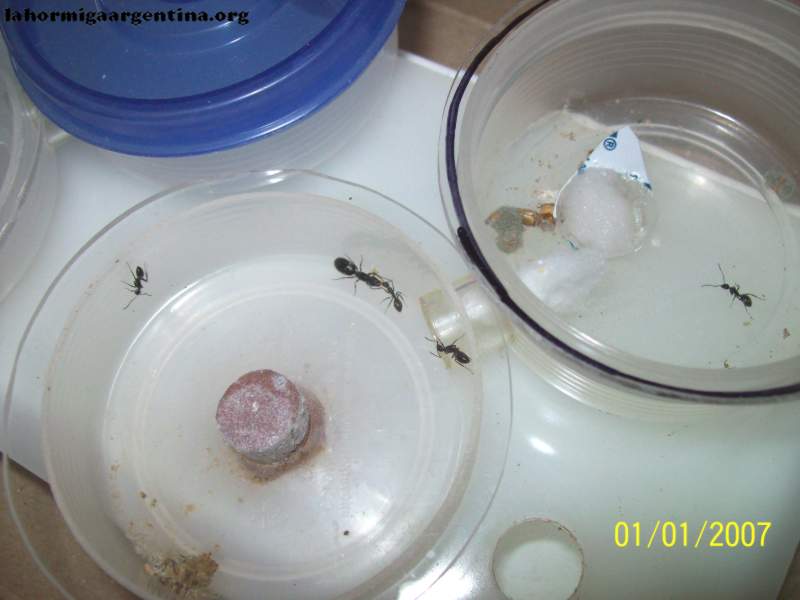 C.sexguttatus_2