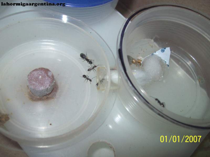 C.sexguttatus_3