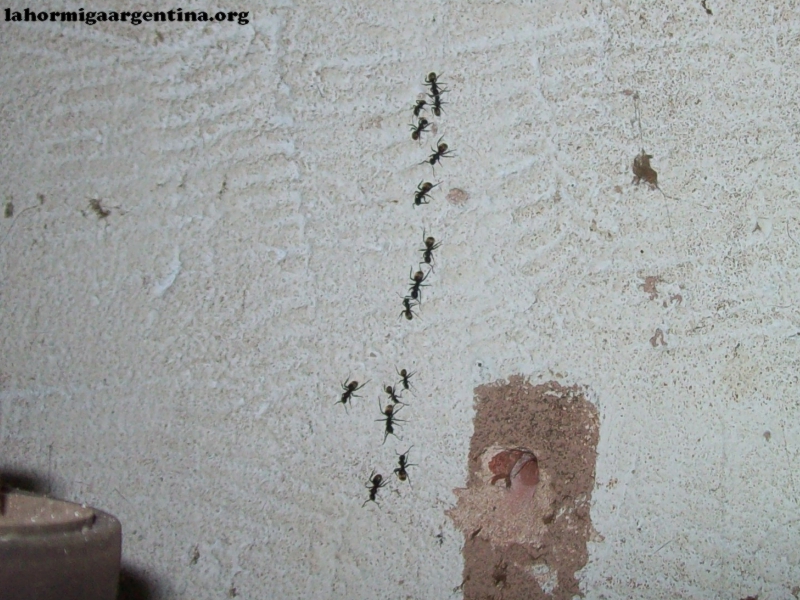 Camponotus_c3