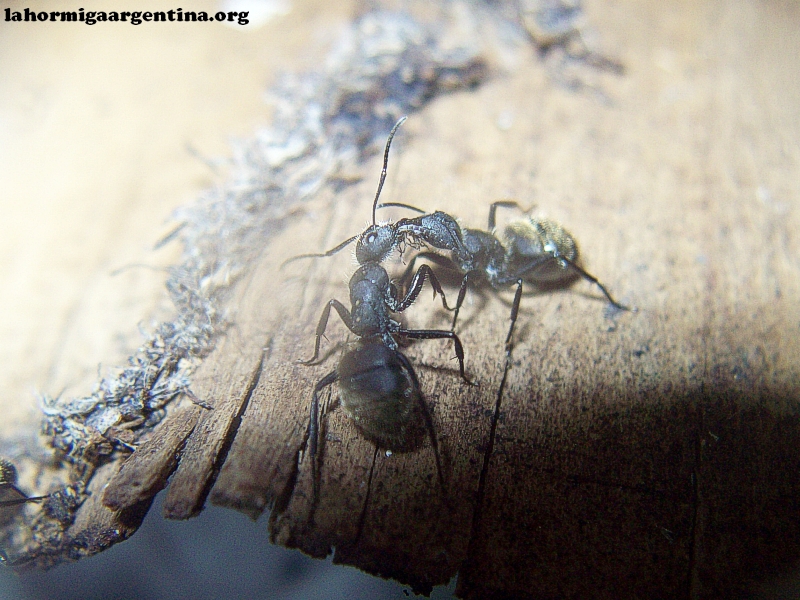 Camponotus jardin_2