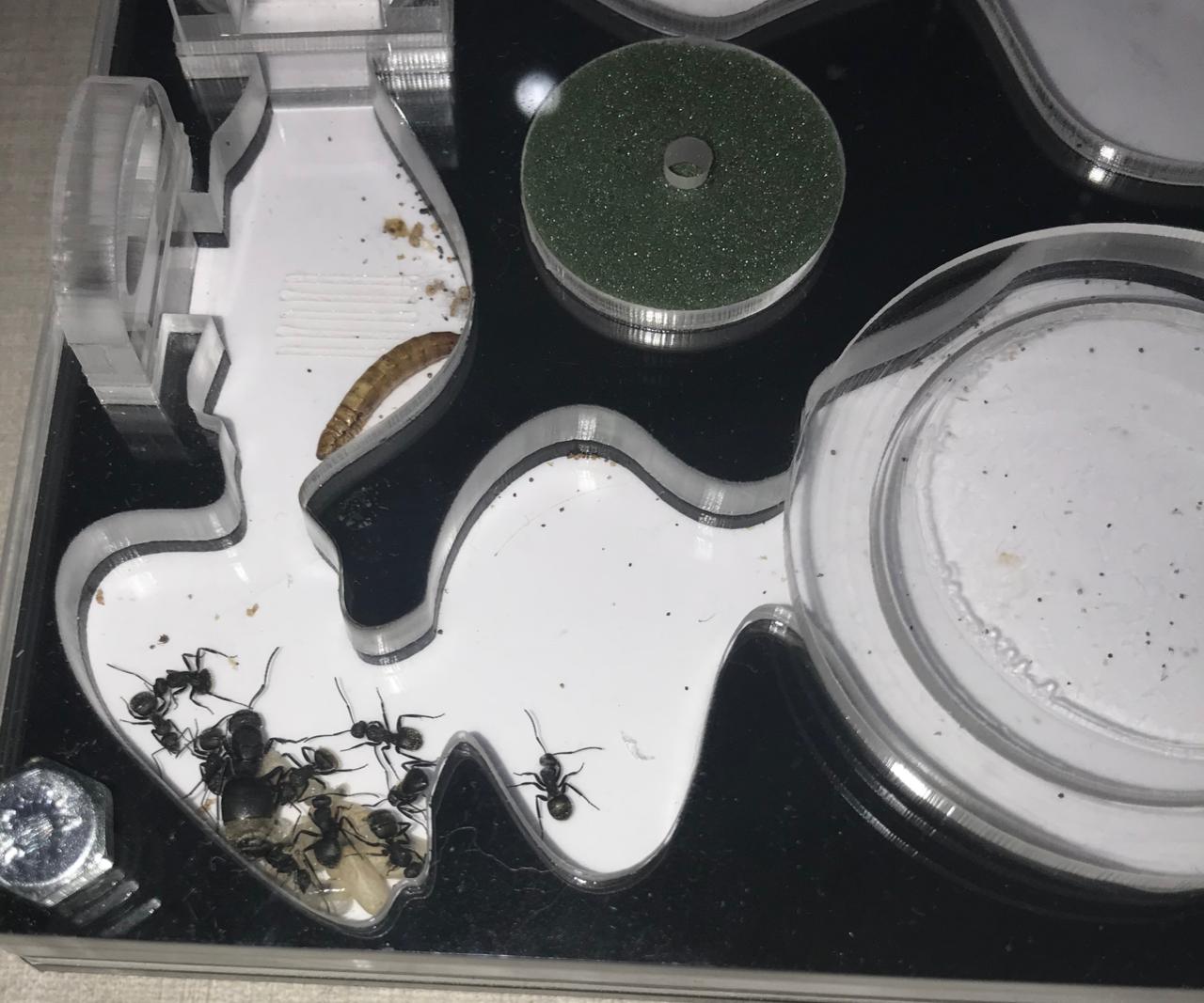 Camponotus mus