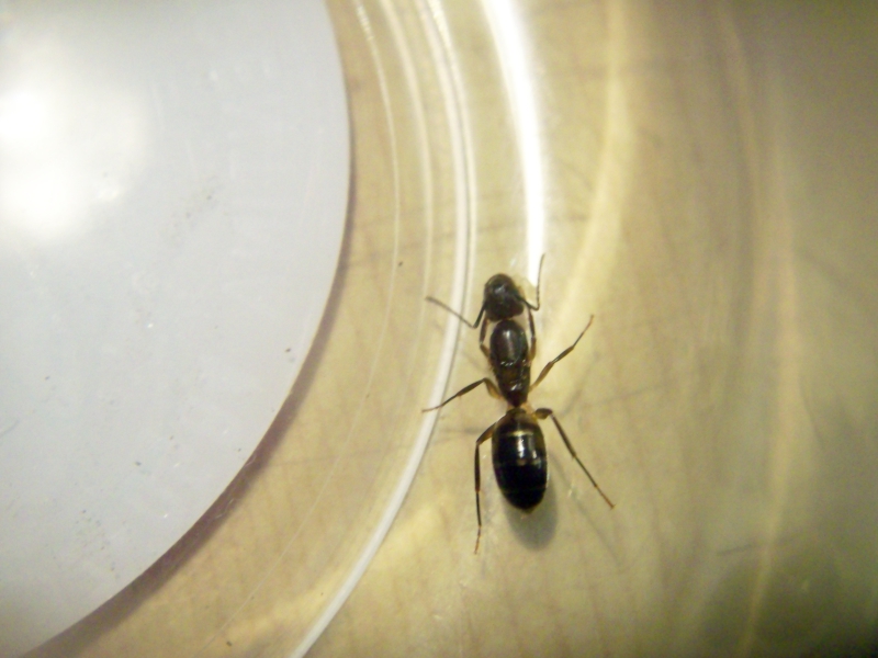 Camponotus_Matias_1