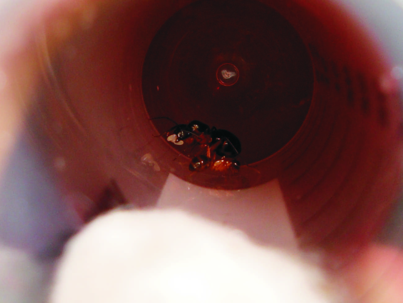 Nurse de Camponotus
