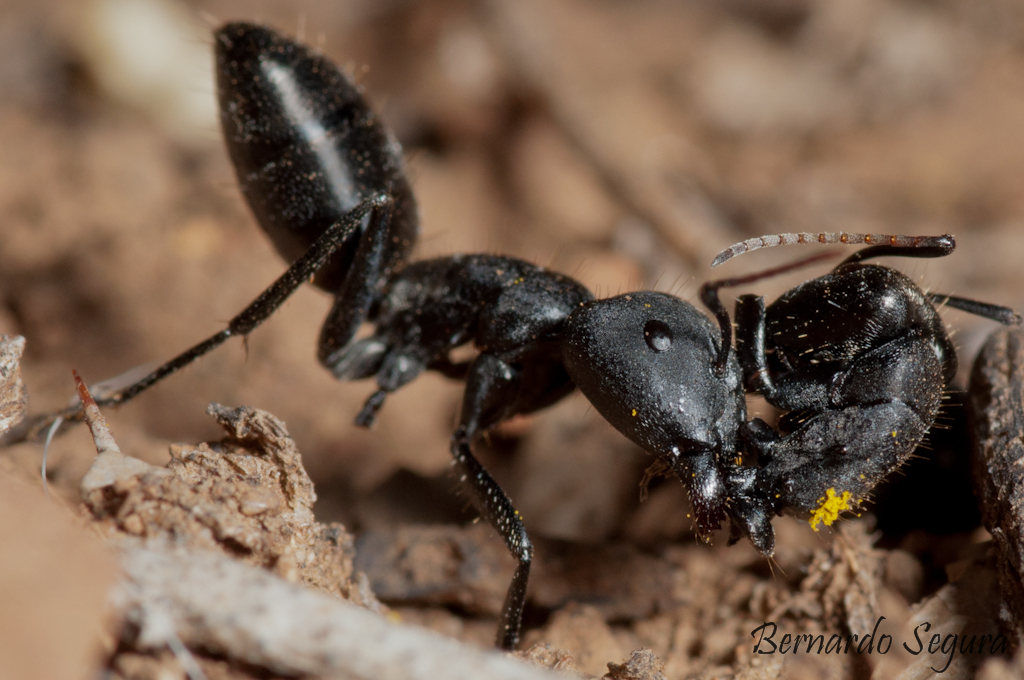 Camponotus morosus