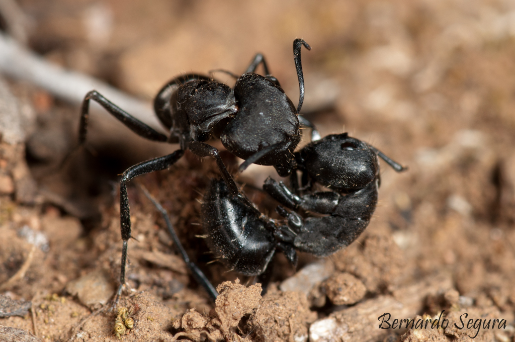 Camponotus morosus