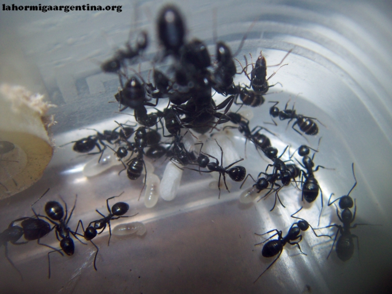 Camponotus sp Lucrecia_30_Dic_2