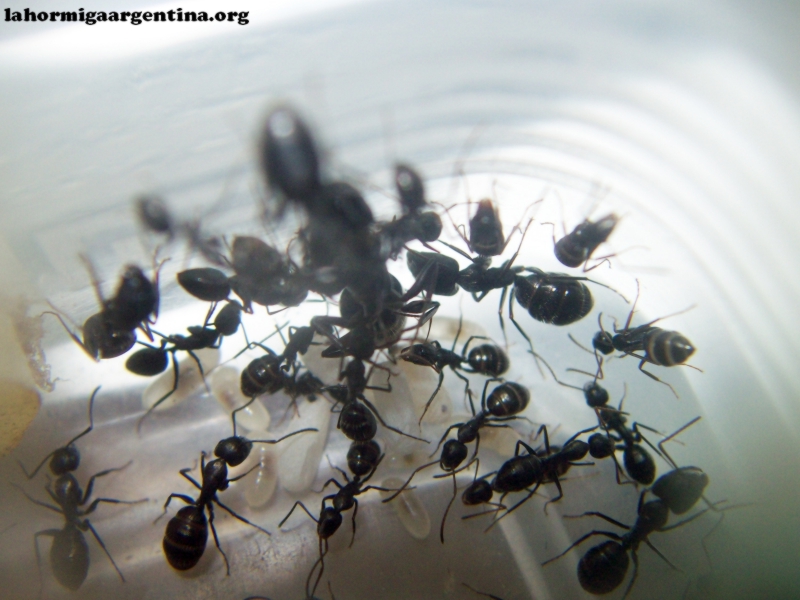 Camponotus sp Lucrecia_30_Dic_3