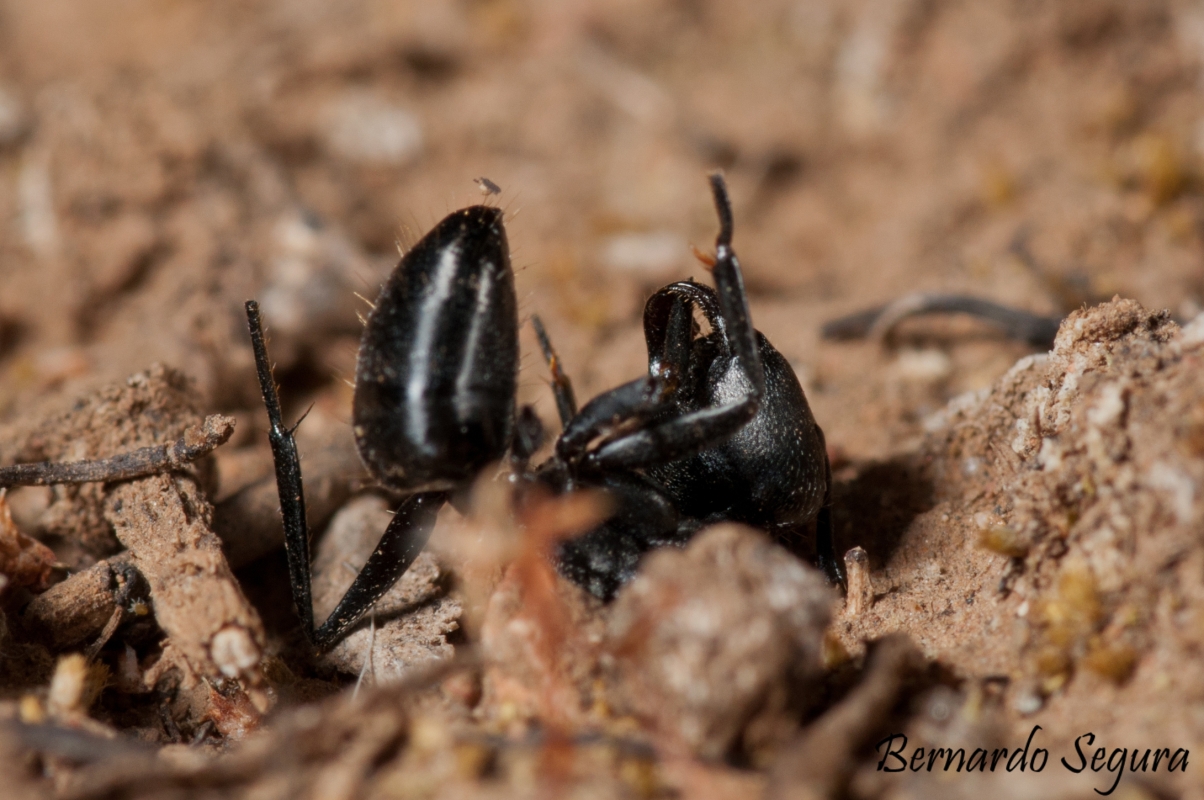 Camponotus morosus