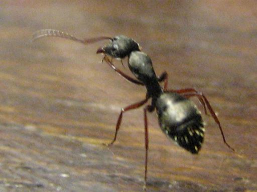 Camponotus (obrera).