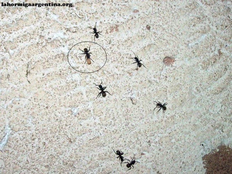 Camponotus_b1