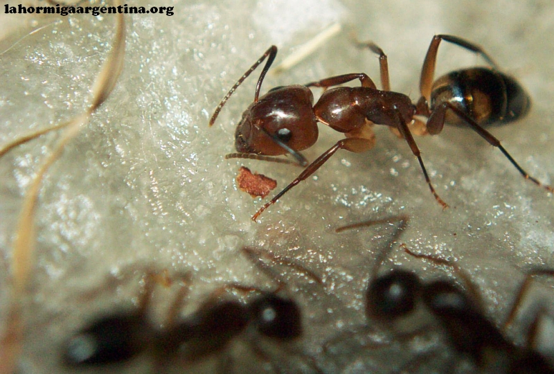 Camponotus borellii_2