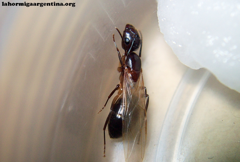Camponotus borellii_4