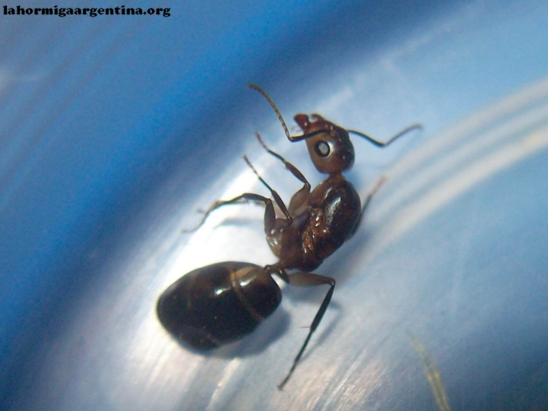 Camponotus borellii_5