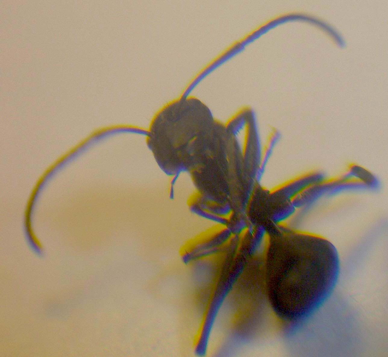 Camponotus chilensis