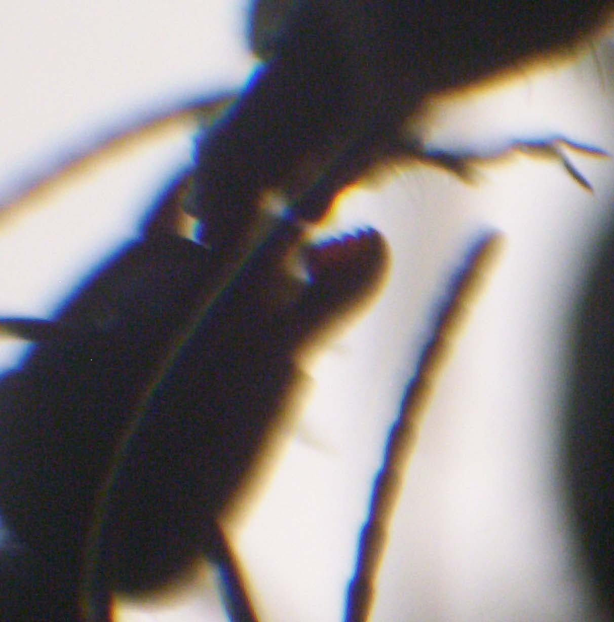 Camponotus chilensis Beso Qumico