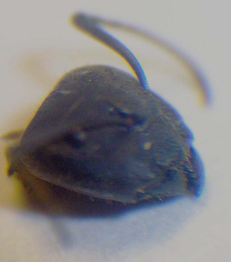 Camponotus chilensis Cabeza de un Soldado