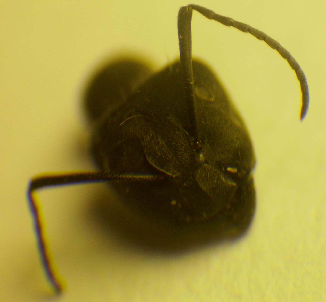 Camponotus chilensis Cabeza de un Soldado