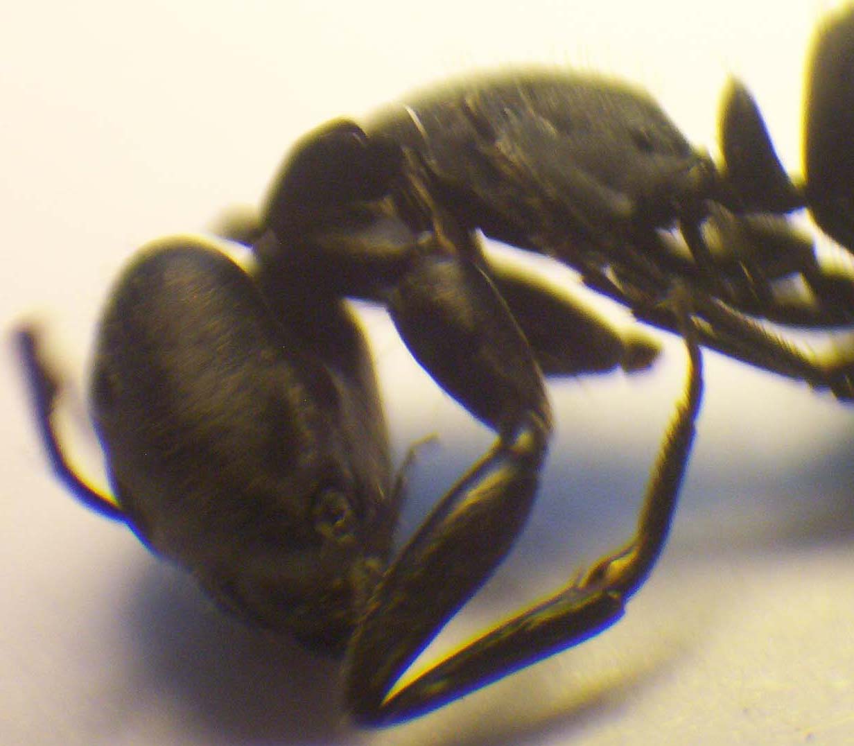 Camponotus chilensis Exoesqueleto Soldado
