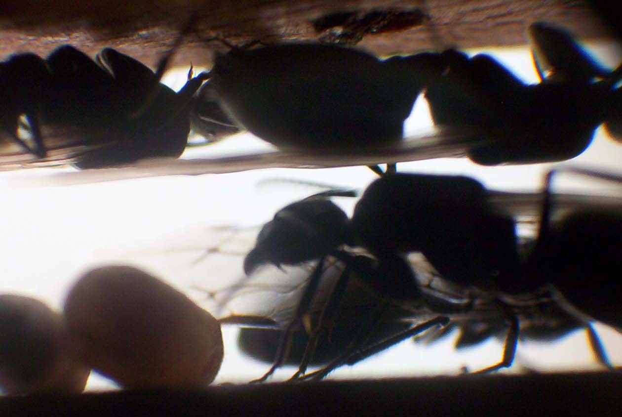 Camponotus chilensis Futuras Reinas