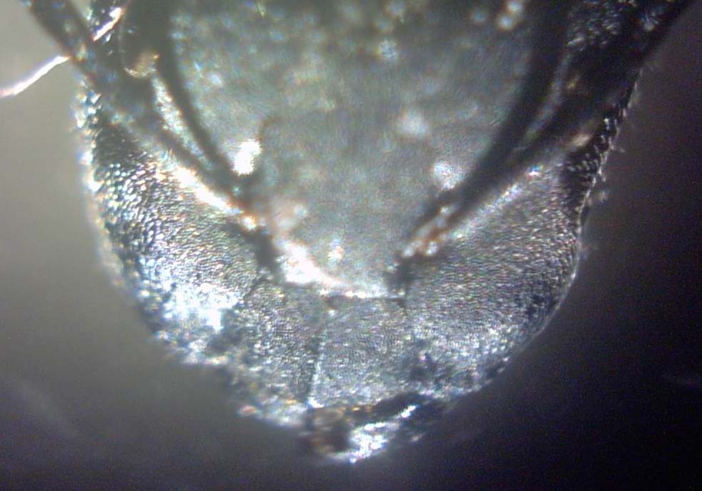 Camponotus chilensis Mandbulas