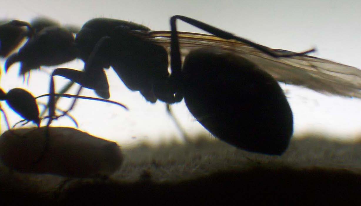 Camponotus chilensis Princesa Alada