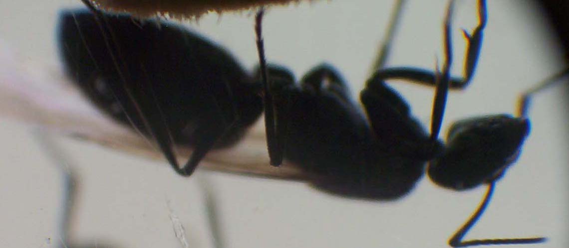Camponotus chilensis Princesa alada o Reina infrtil
