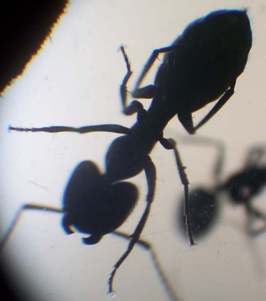 Camponotus chilensis Soldado