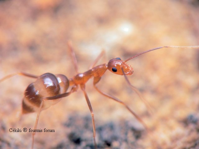 minor de Camponotus maculatus