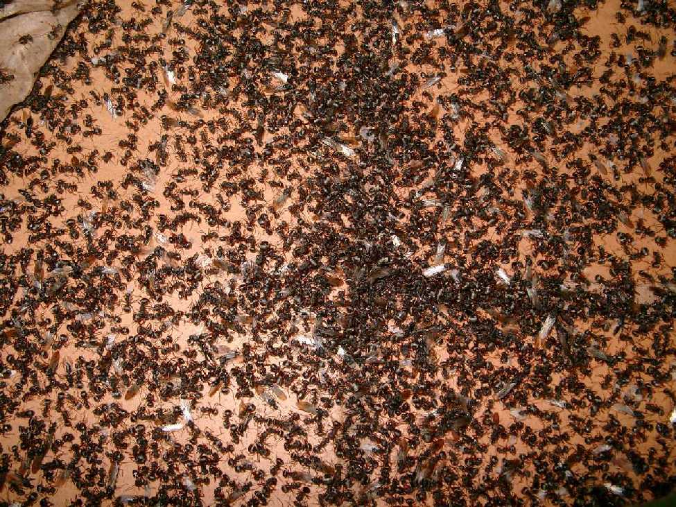 Camponotus senex de Brazil