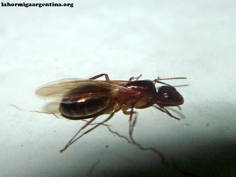 Camponotus_sub_14_Ene_1