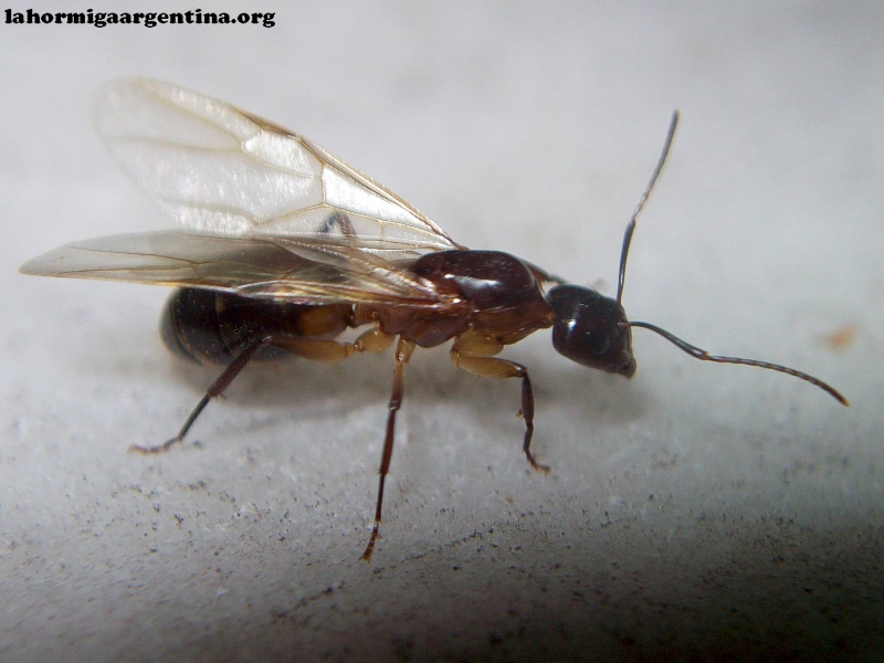 Camponotus_sub_14_Ene_3