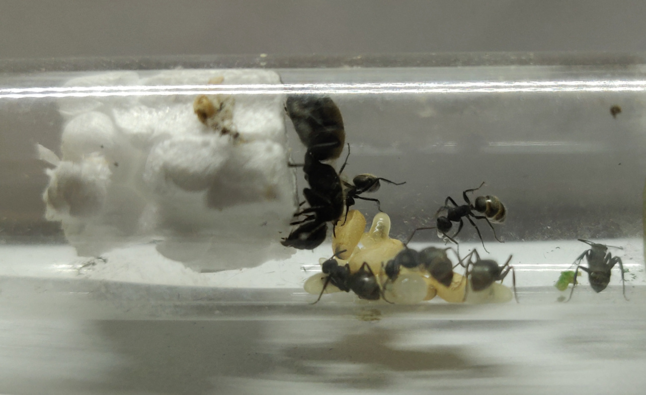 Camponotus mus 03