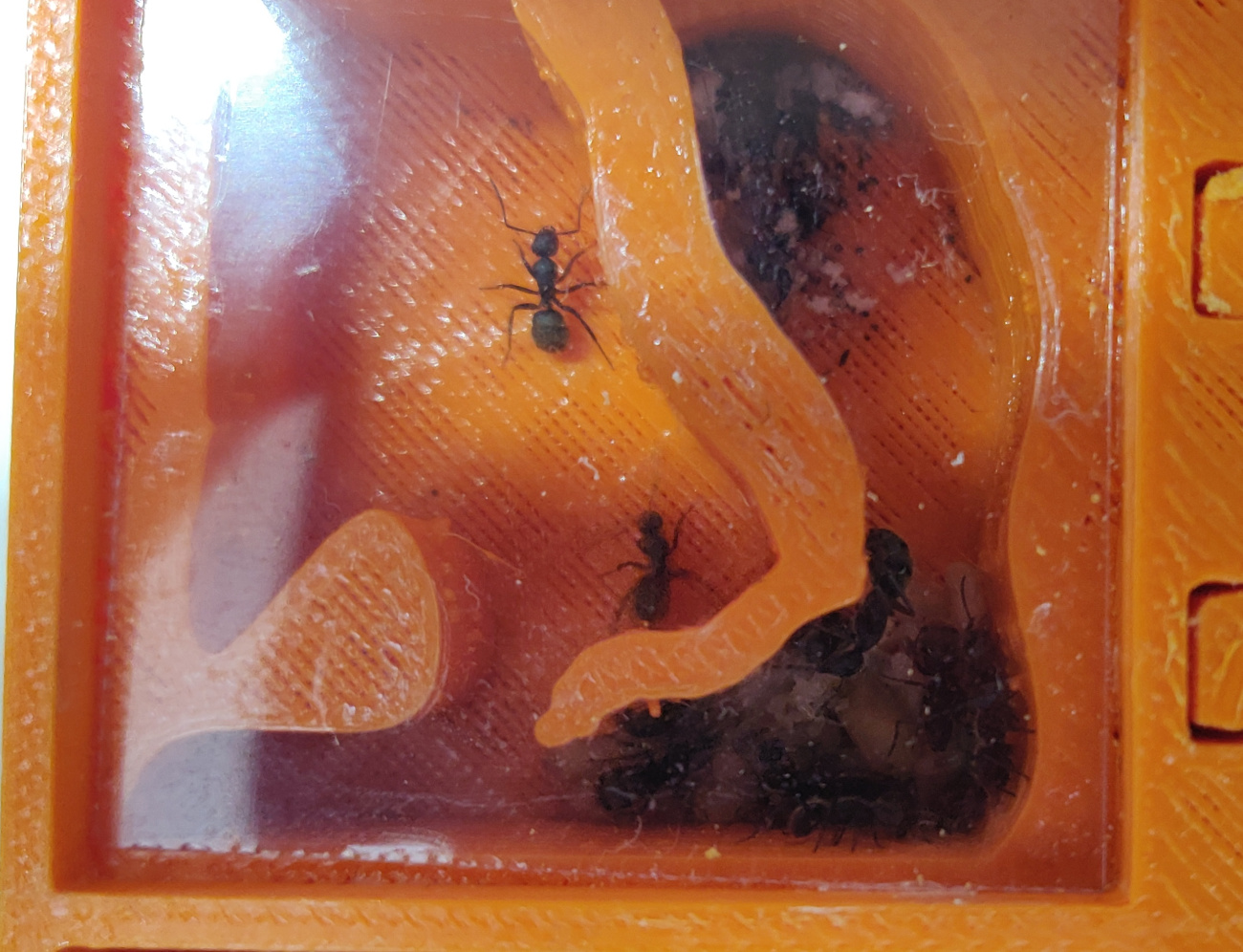 Camponotus mus 06
