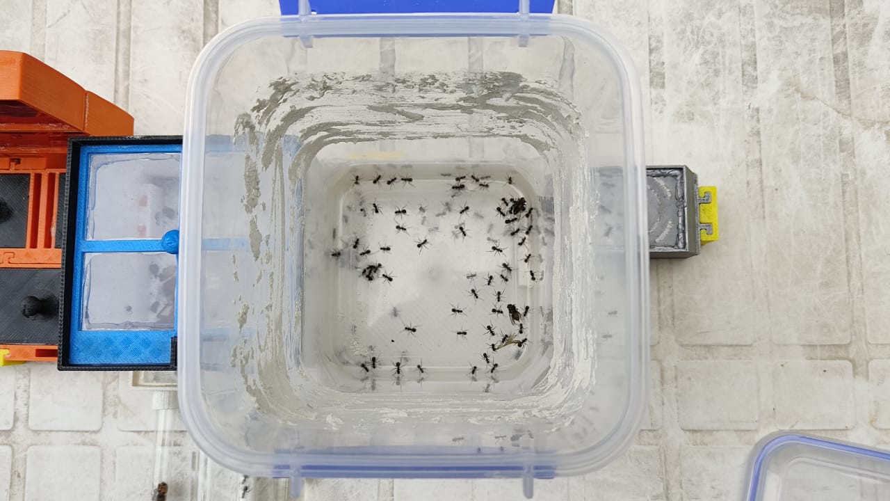 Camponotus mus 01