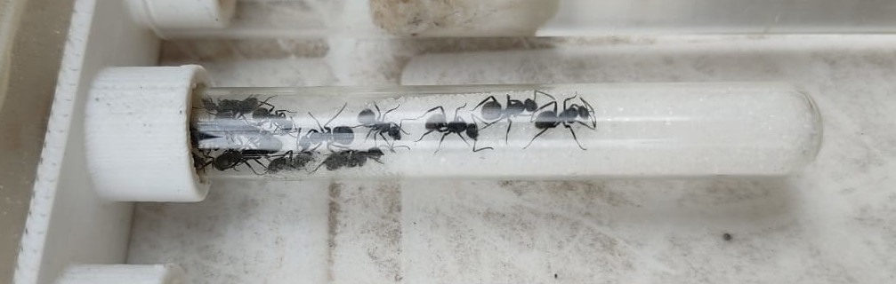 Camponotus mus 01