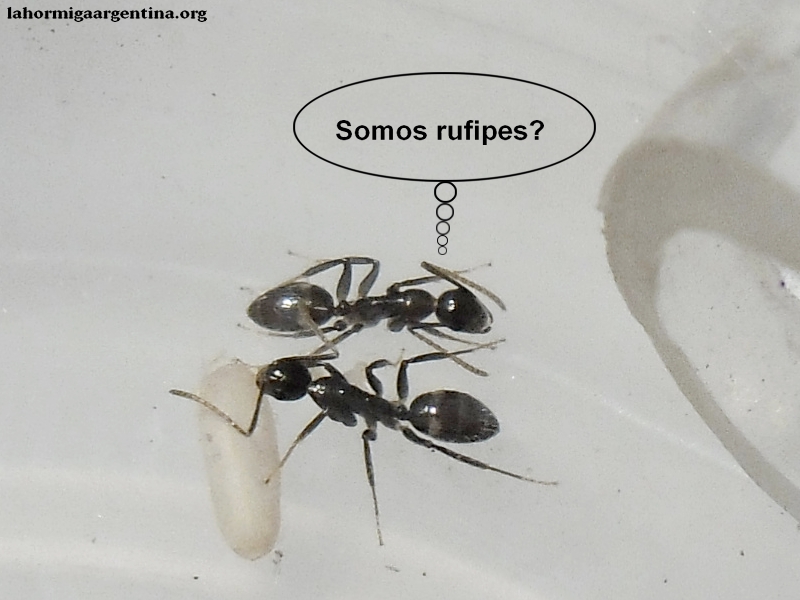 Jazmin sexguttatus #1