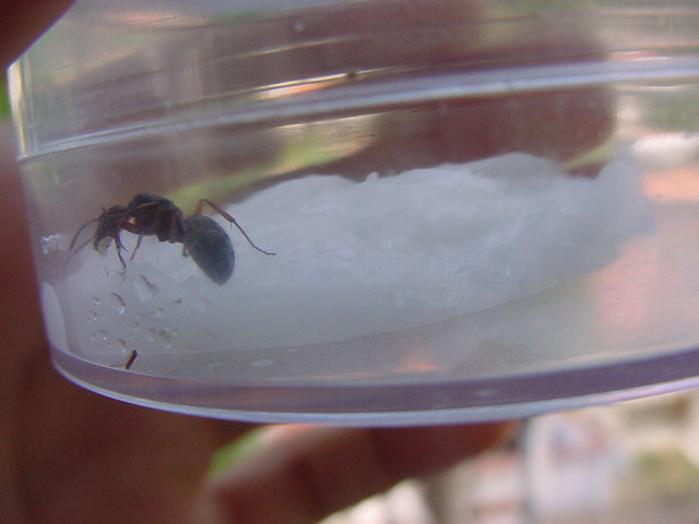 camponotus  sp