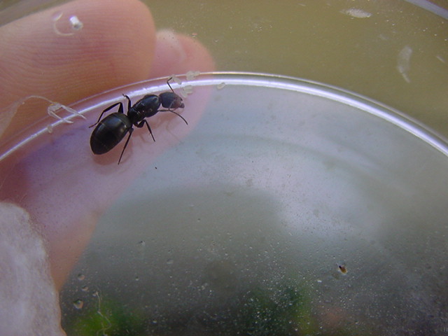 camponotus  sp