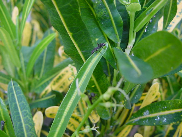 camponotu sp