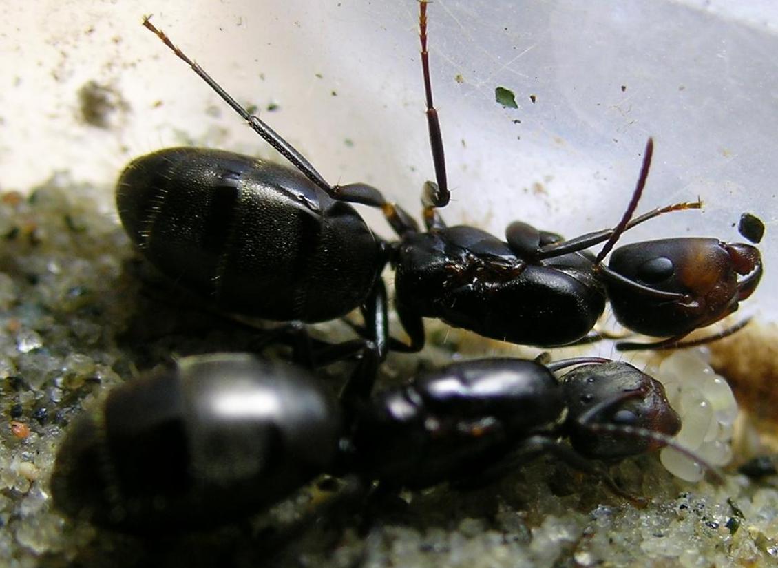 camponotus sp. de venezuela by Olivier