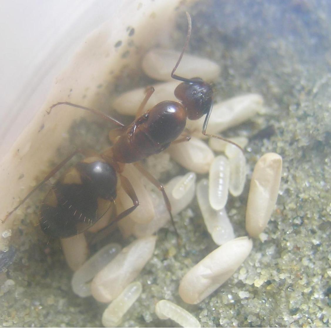 camponotus sp