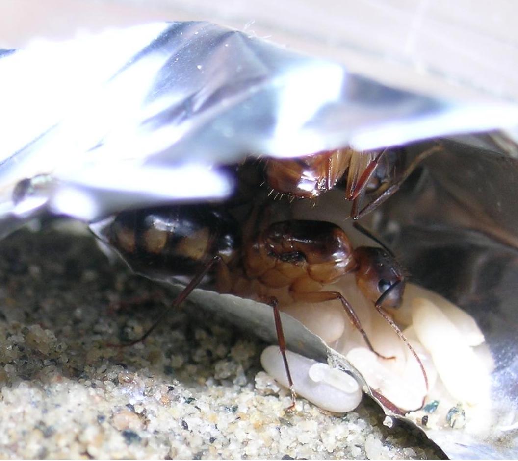camponotus sp