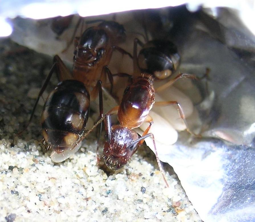 camponotus sp