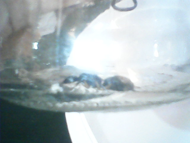 Camponotus