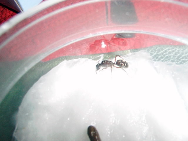 camponotus sp