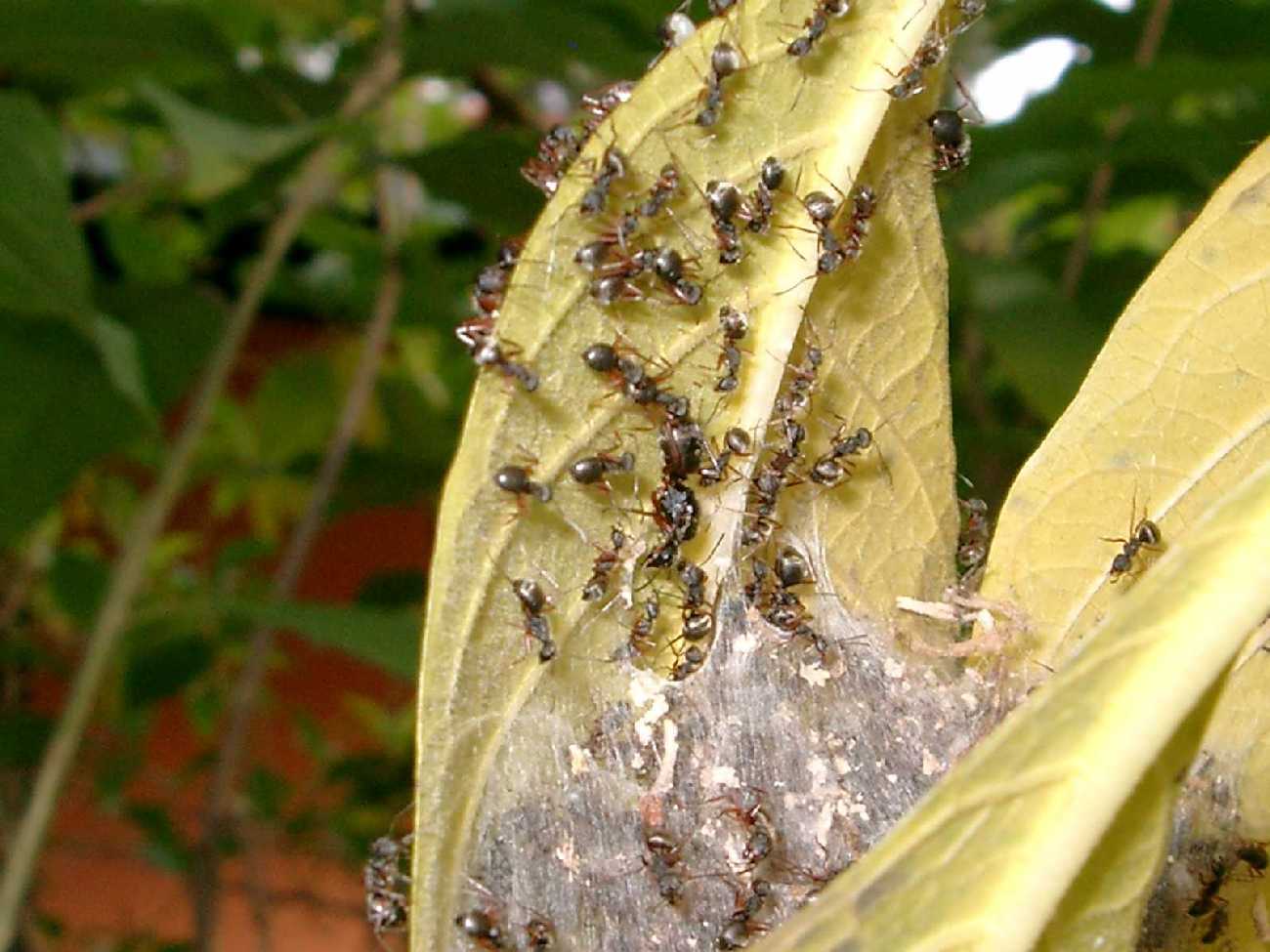 Camponotus senex de Brazil