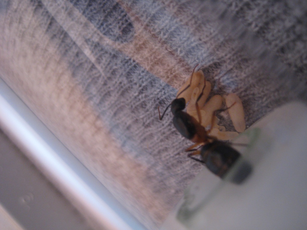 Camponotus carpintera