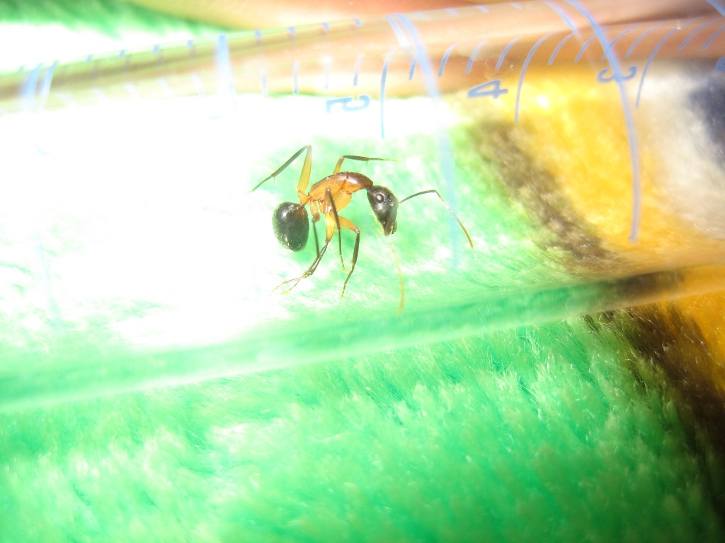 Obrera camponotus carpintera
