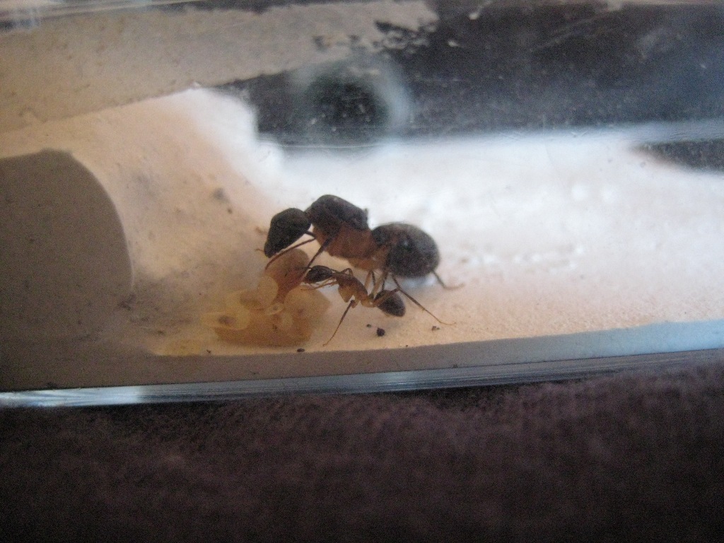 camponotus