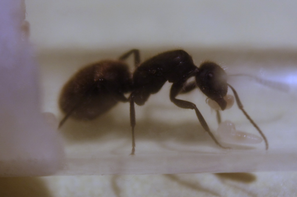 reinita camponotus mus de HL_nano